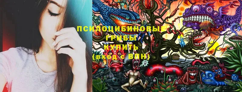 купить   Иркутск  Псилоцибиновые грибы MAGIC MUSHROOMS 